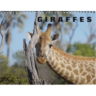 Giraffes 2027 Wall Calendar