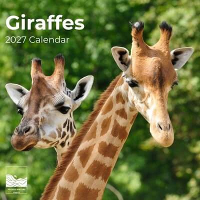 Giraffes 2027 Wall Calendar