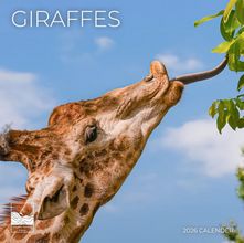 Giraffes 2026 Wall Calendar