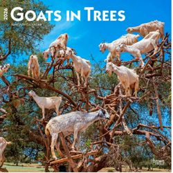 Goats in Trees 2026 Wall Calendar