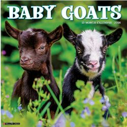 Baby Goats 2026 Wall Calendar