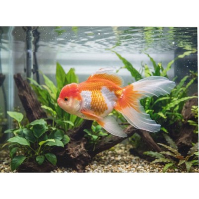 Goldfish 2027 Wall Calendar