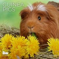 Guinea Pigs 2026 Calendar