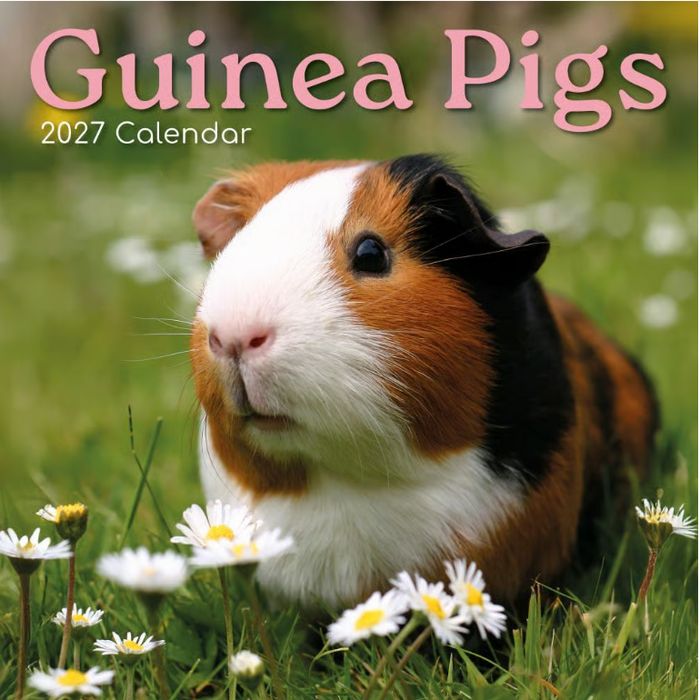 Guinea Pigs 2027 Wall Calendar