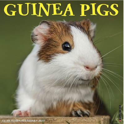 Guinea Pigs 2027 Wall Calendar