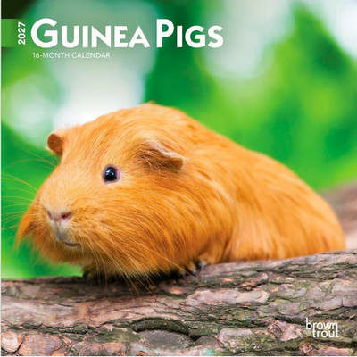 Guinea Pigs 2027 Wall Calendar