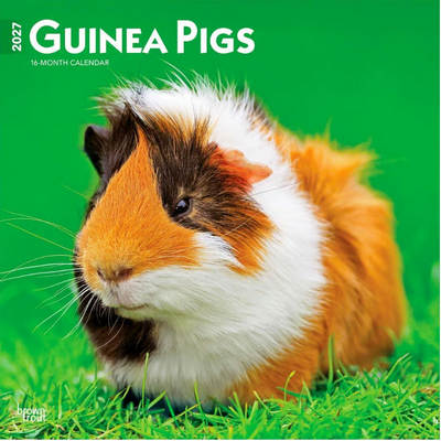 Guinea Pigs 2027 Wall Calendar