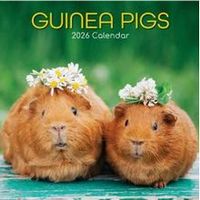 Guinea Pigs 2026 calendar