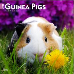 Guinea Pigs 2026 calendar
