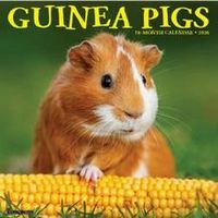 Guinea Pigs 2026 calendar