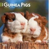 Guinea Pigs 2026 calendar