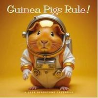 Guinea Pigs 2026 calendar