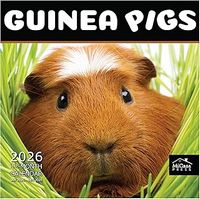 Guinea Pigs 2026 Wall Calendar