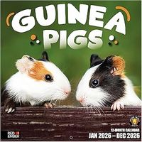 Guinea Pigs 2026 Wall Calendar