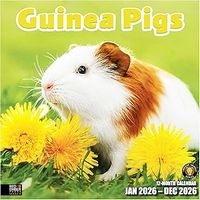 Guinea Pigs 2026 Wall Calendar