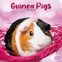 Guinea Pigs 2026 Wall Calendar