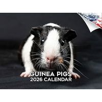 Guinea Pigs 2026 Wall Calendar