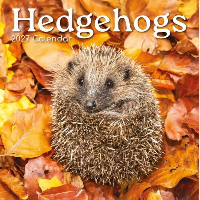 Hedgehogs 2027 Wall Calendar