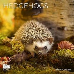 Hedgehogs 2026 Calendar
