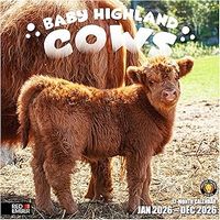 Baby Highland Cows 2026 Wall Calendar