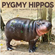 Pygmy Hippos 2026 Calendar