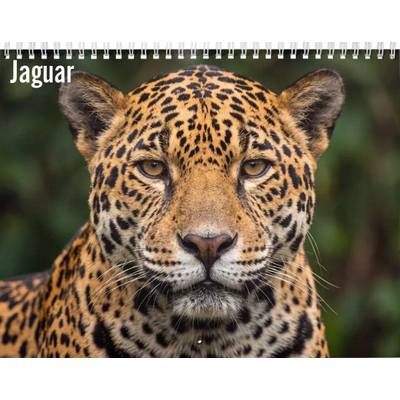 Jaguars 2027 Wall Calendar