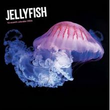 Jellyfish 2026 Wall Calendar