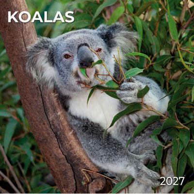 Koalas 2027 Wall Calendar