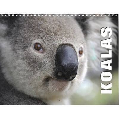 Koalas 2027 Wall Calendar