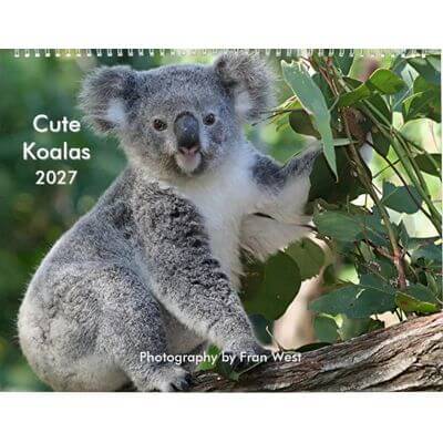 Koalas 2027 Wall Calendar