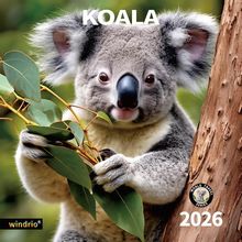 Koalas 2026 Calendar
