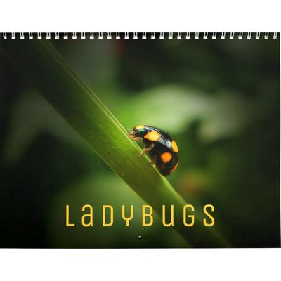 Ladybugs 2027 Calendar