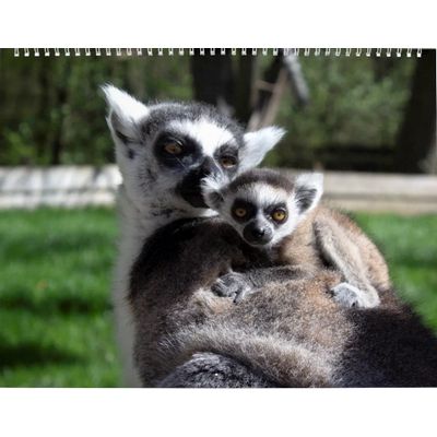 Ring-tailed Lemurs 2027 Calendar