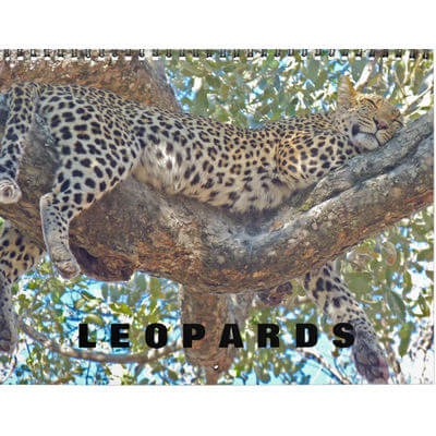 Leopards 2027 Calendar