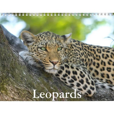 Leopards 2027 Calendar