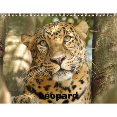 Leopards 2027 Calendar