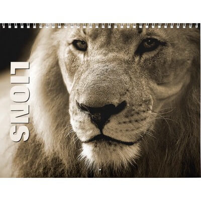 Lions 2027 Wall Calendar