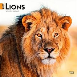 Lions 2026 Calendar