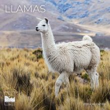 Llamas 2026 Wall Calendar