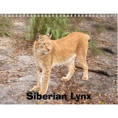 Siberian Lynx 2027 Calendar