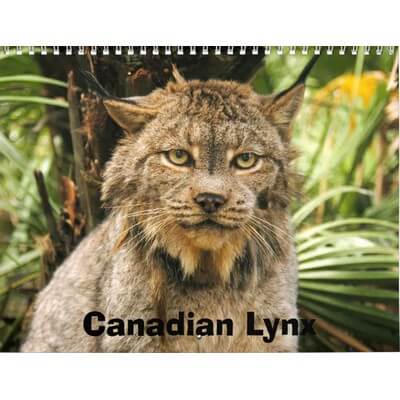Canadian Lynx 2027 Calendar