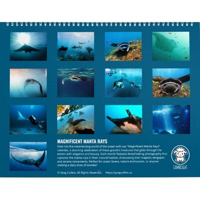 Manta Rays 2027 Wall Calendar