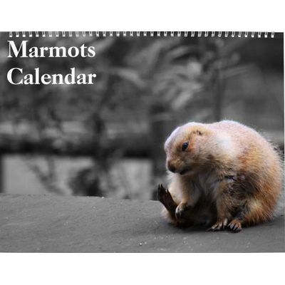 Marmots 2027 Wall Calendar