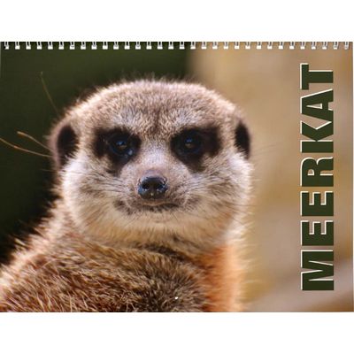Meerkats 2027 Calendar