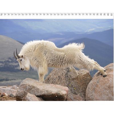 Mountain Goats 2027 Wall Calendar