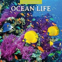 Ocean Life 2026 Calendar