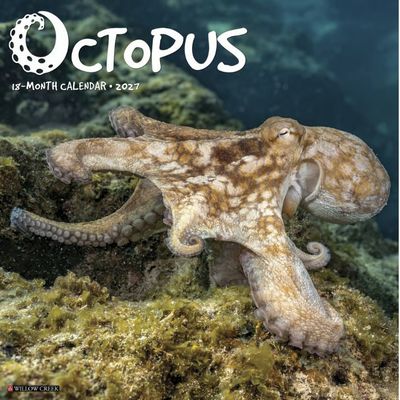 Octopus 2027 Calendar