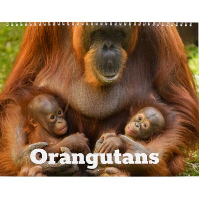 Orangutans 2027 Calendar