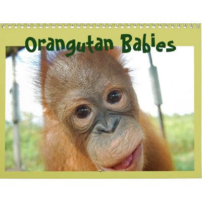 Orangutan Babies 2027 Calendar