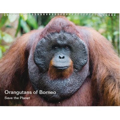 Orangutans 2027 Calendar